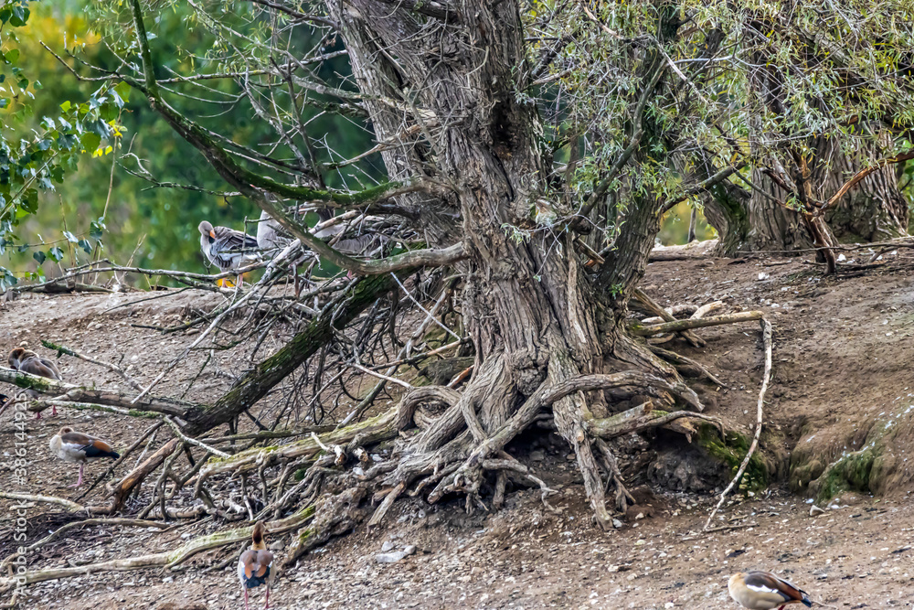 An old tree on a little island in the so lake called Sieglarer See in Germany at a rainy day in autumn with geese on it. An old tree on a little island in the so lake called Sieglarer See in Germany at a rainy day in autumn with geese on it.