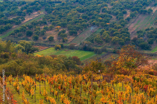 View of the landscape where there are vineyards and trees.