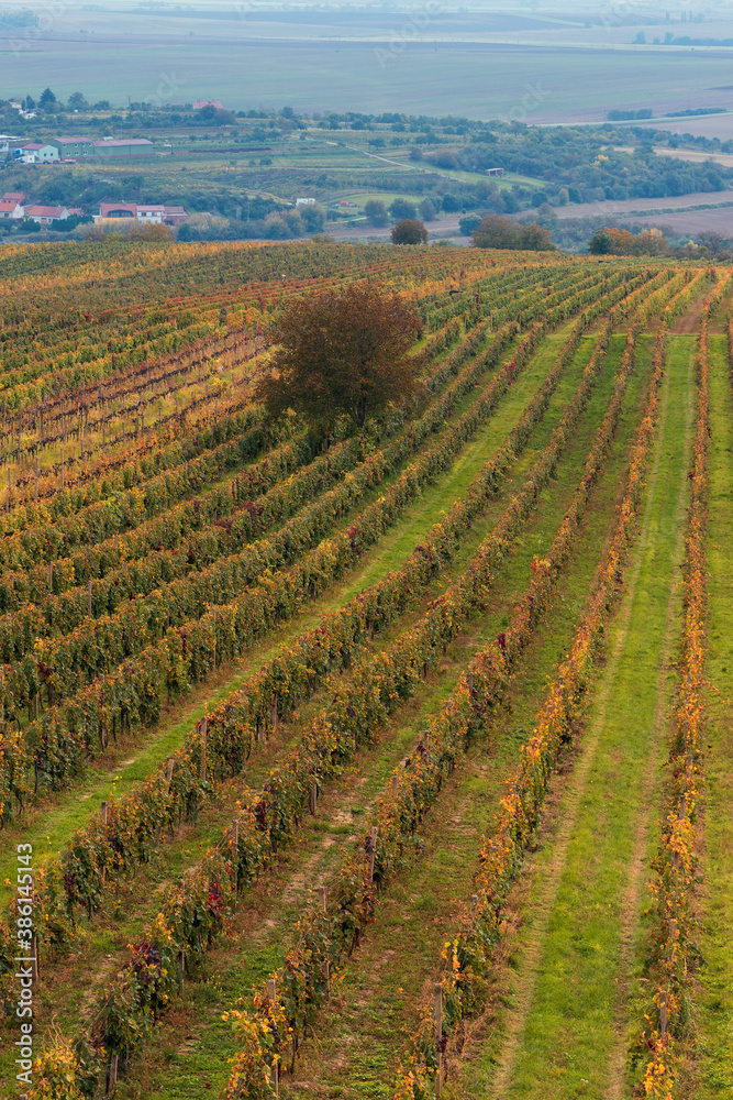 View of the landscape where there are vineyards and trees.
