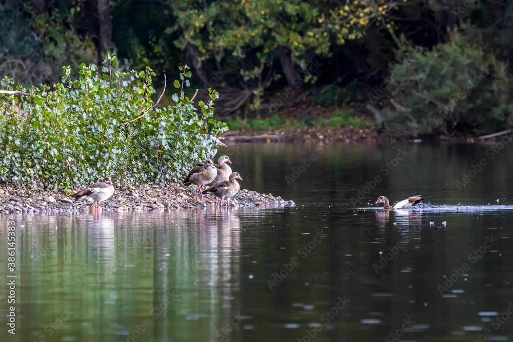 Geese swimming on a little lake called Sieglarer See in Germany at a cloudy day in autumn.