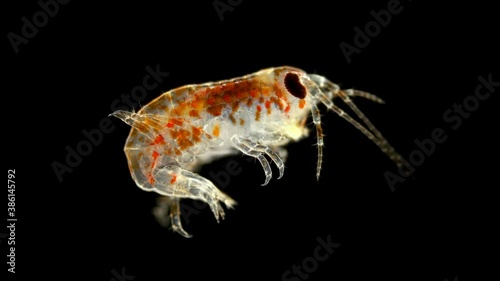 Amphipoda Baikalogammarus sp. under the microscope, family Baikalogammaridae, endemic species living on Lake Baikal photo