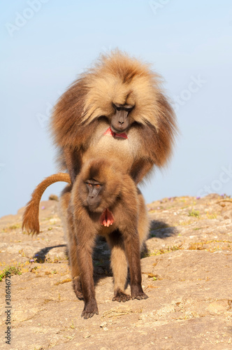 Mating Gelada baboons  Theropithecus Gelada   Simien mountains national park  Amhara region  North Ethiopia