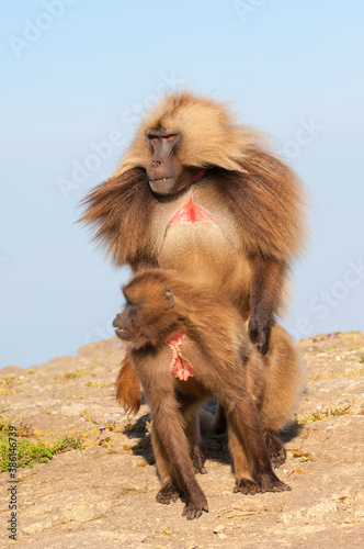 Mating Gelada baboons  Theropithecus Gelada   Simien mountains national park  Amhara region  North Ethiopia