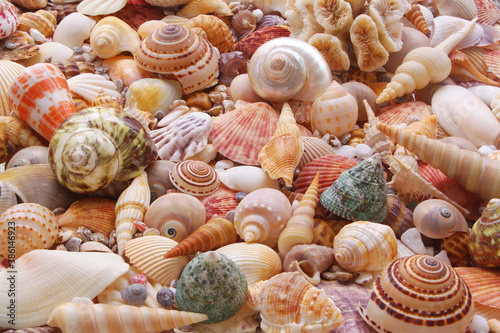 Seashells and corals as background, sea shells collection