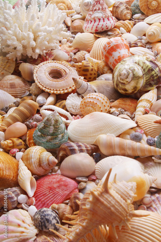Seashells and corals as background, sea shells collection