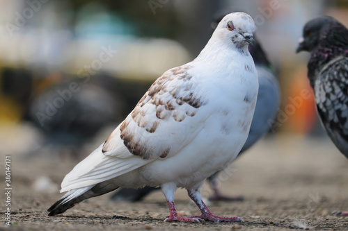 Sleepy white rock pigeon, columba livia in side view waiting on the ground in front of blurry doves