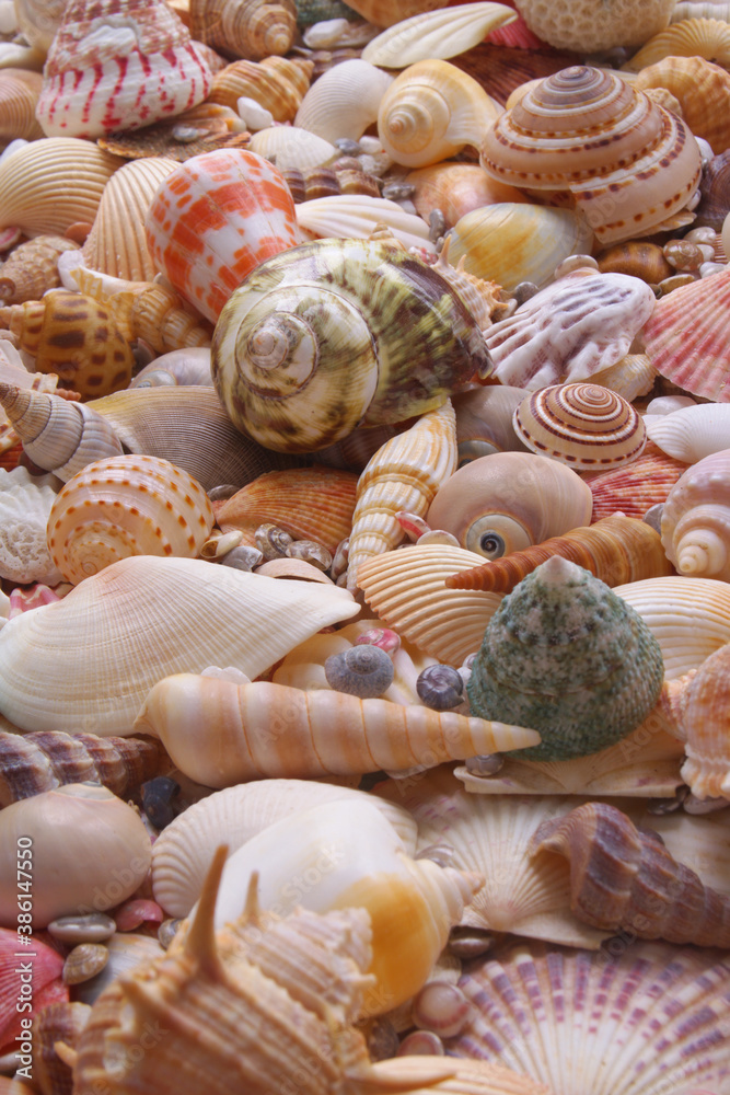 Seashells background, sea shells collection	