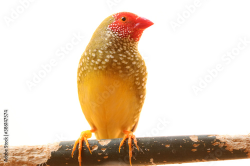 Star finch neochmia ruficauda sitting on branch, isolated on white background photo