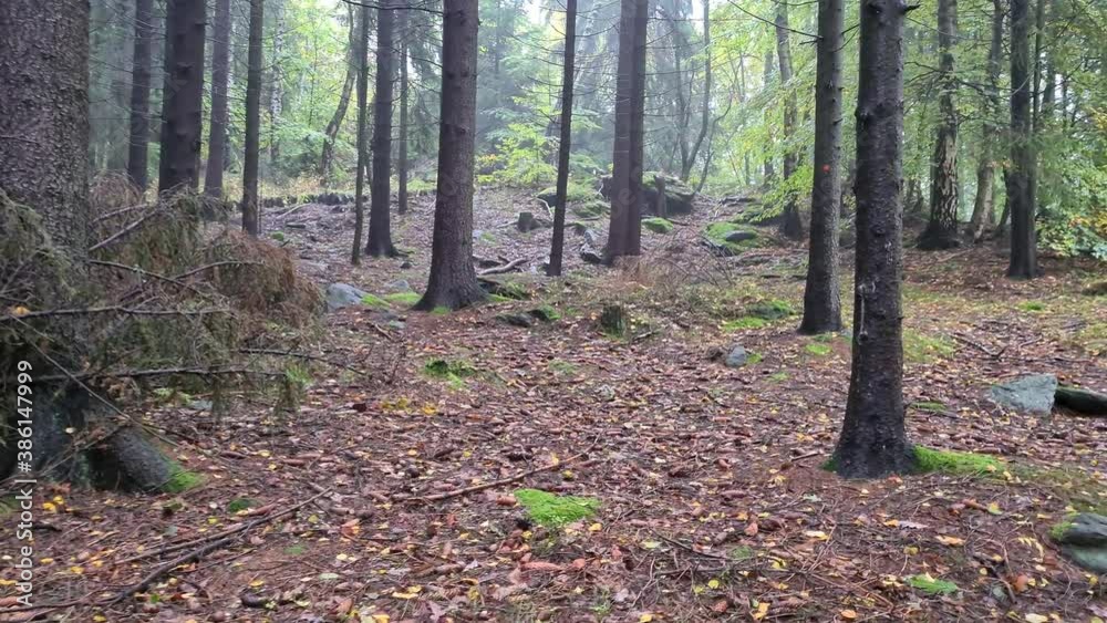 Im Erzgebirge im Wald Im Erzgebirge im Wald
