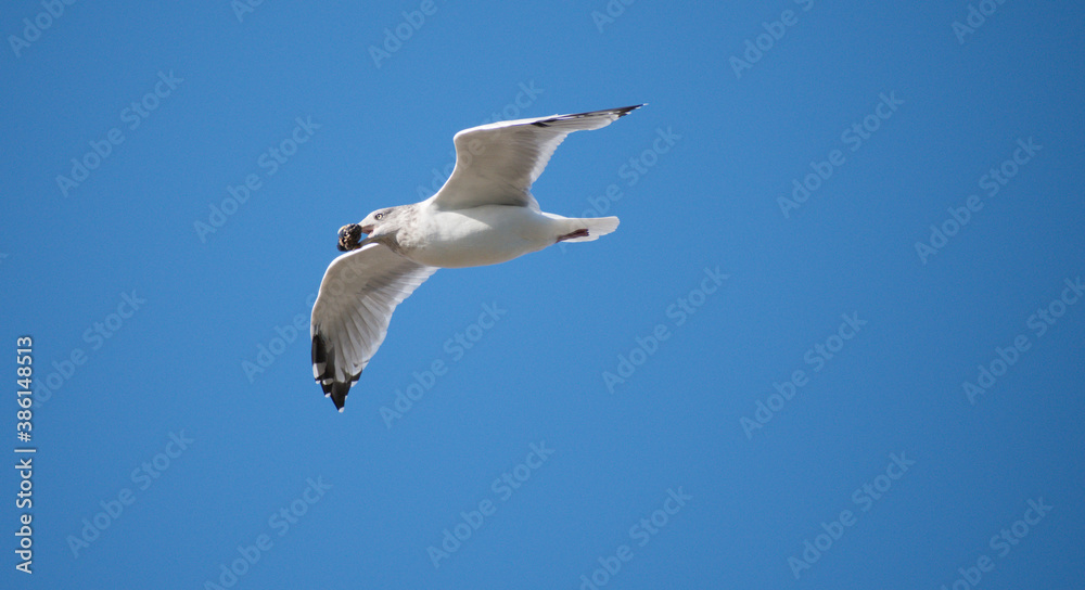 Obraz premium Herring Gull flying with a live mussel & a blue sky background. 