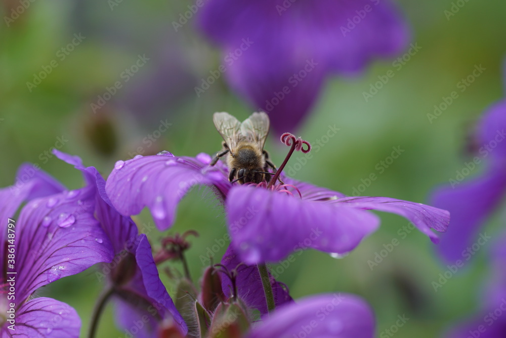 Pruple geranium with a bee Pruple geranium with a bee