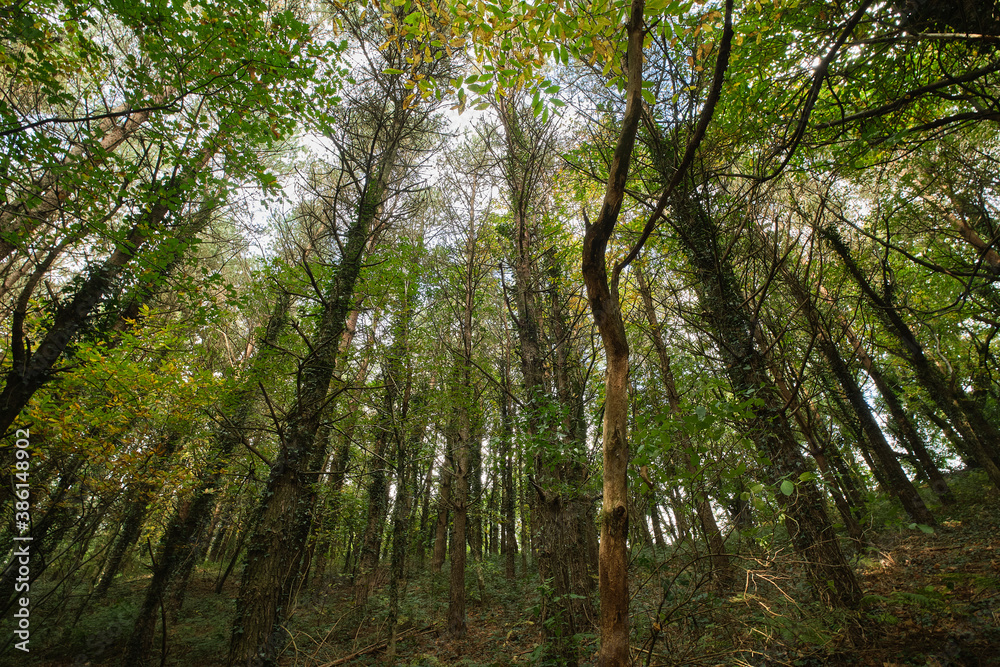 Fototapeta premium trees in the forest