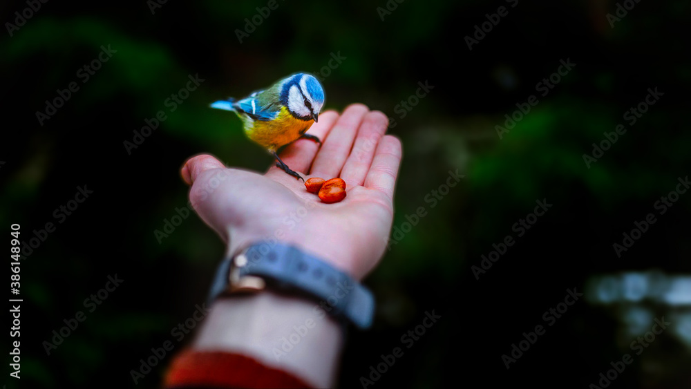 bird in a hand
