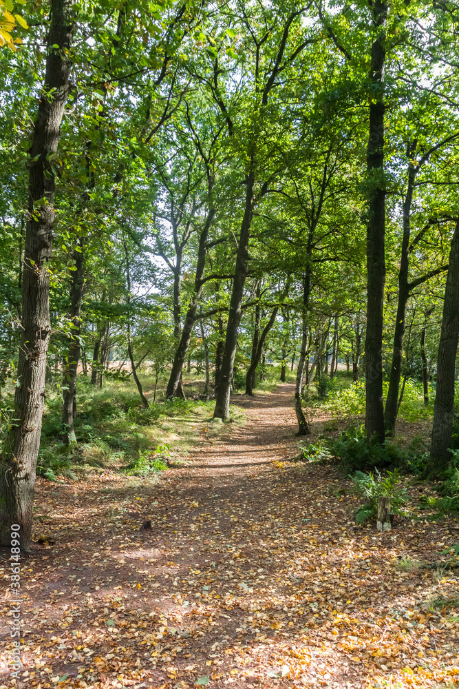 Forest path in Appelbergen nature reserve during autumn
