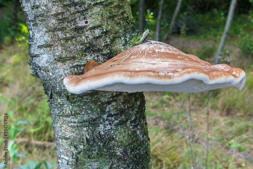 Birch bracket fungus (Piptoporus betulinus) on a tree in Appelbergen, Netherlands photo