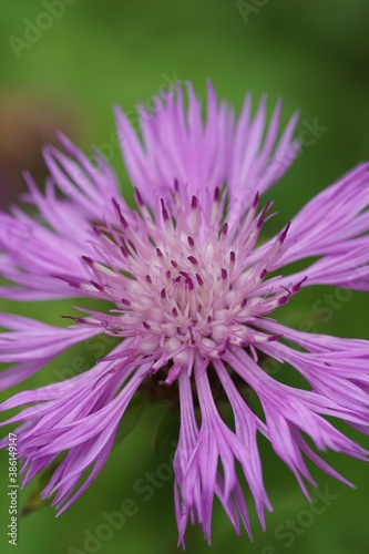 purple flower with a green background