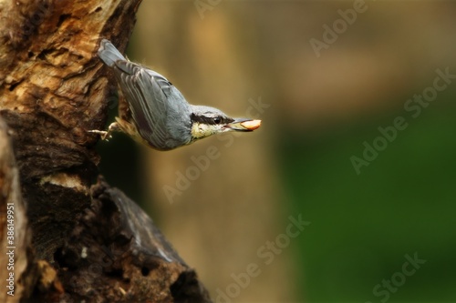 The Eurasian nuthatch or wood nuthatch (Sitta europaea) sitting upside down on the branch with a nut.