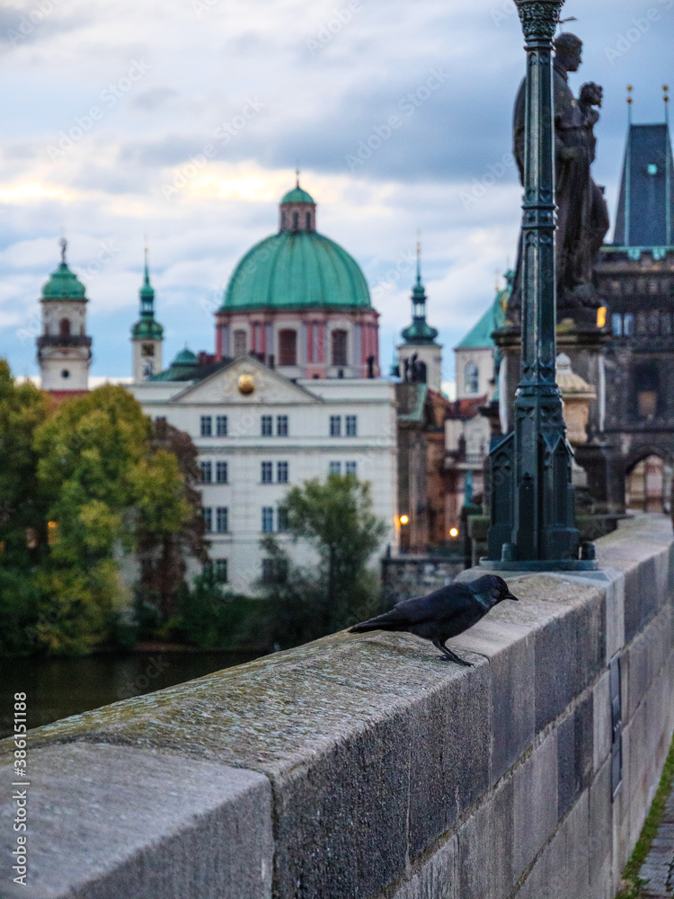 Fototapeta premium Morning bird on Charles Bridge in Prague