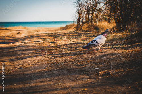 Beautiful motley pigeon walking on the  ground, near by Shabla town, Bulgaria, shot in the second half of September 2020 photo