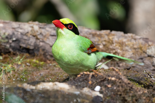 Common green magpie (Cissa chinensis), a member of the crow family, photographed in Sattal, India photo