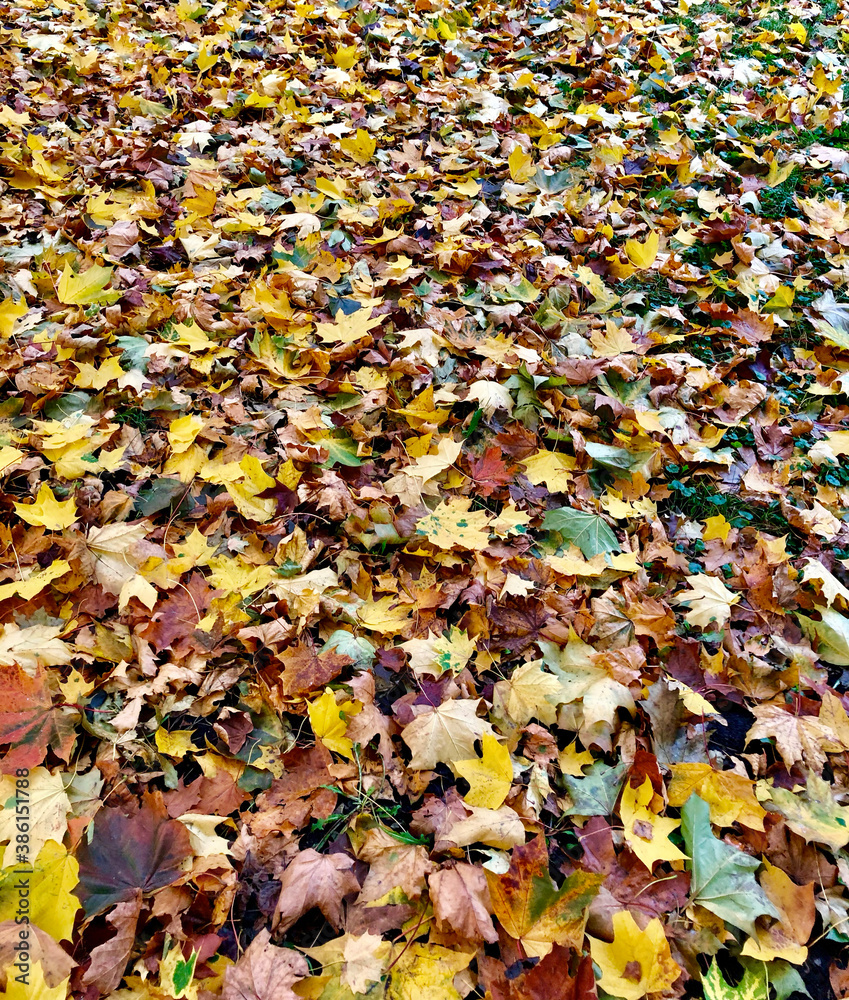 Fallen red-yellow autumn leaves lying on the ground