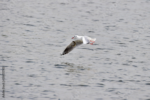 A black-headed gull, Larus ridibundus.