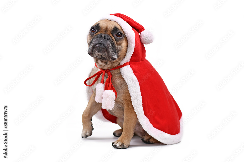 French Bulldog dog wearing a red Christmas Santa cape isolated on white background