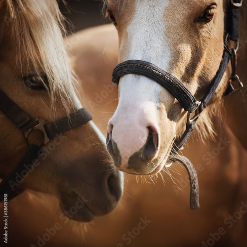Portrait of two beautiful light horses with bridles on their muzzles, which tenderly stand next to each other, illuminated by sunlight. Love. Livestock.