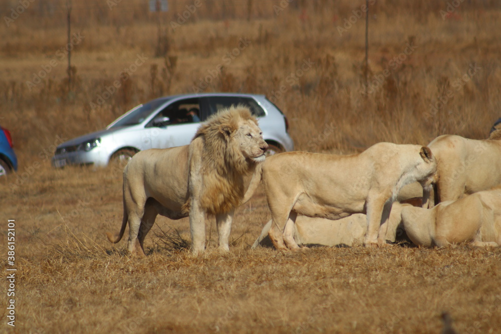 Photo Taken in Lion and Rhino Reserve, Krugersdorp Photo Taken in Lion and Rhino Reserve, Krugersdorp