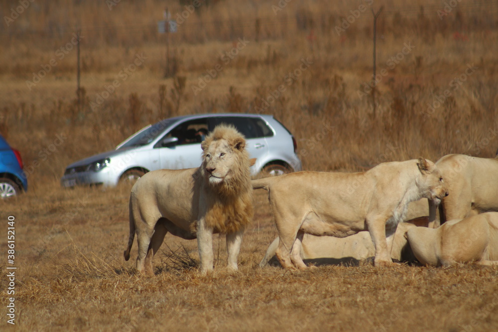 Photo Taken in Lion and Rhino Reserve, Krugersdorp Photo Taken in Lion and Rhino Reserve, Krugersdorp