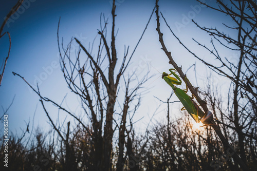 Beautiful green mantis landed on branch, near by Shabla town, Bulgaria, shot in the second half of September 2020 photo