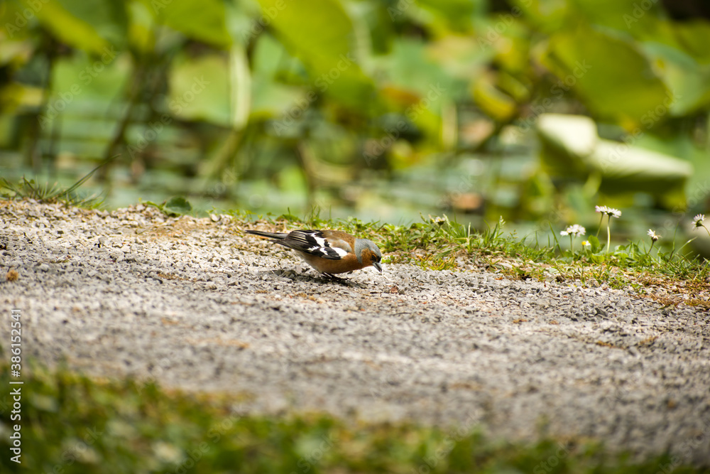 Common chaffinch on the ground in the park. Bird in nature Common chaffinch on the ground in the park. Bird in nature