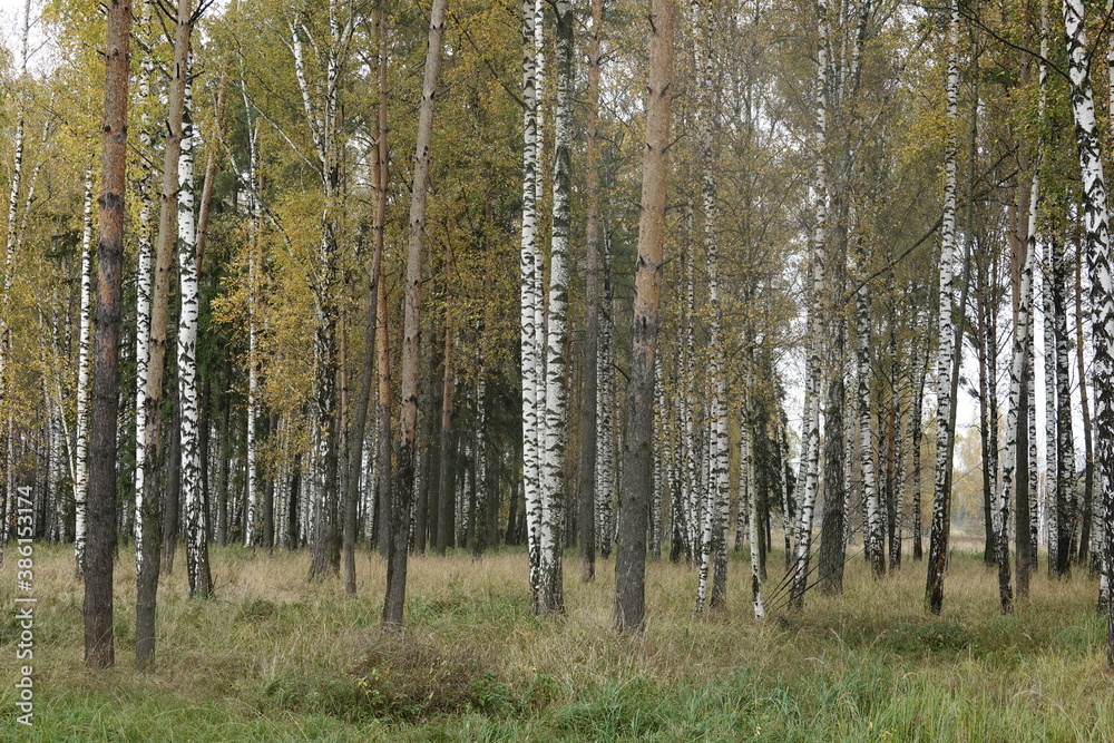 Fototapeta premium birch forest in autumn