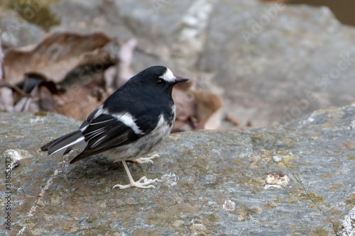 Little Forktail  Enicurus scouleri   a species of bird in the family Muscicapidae  photographed in Sattal  India