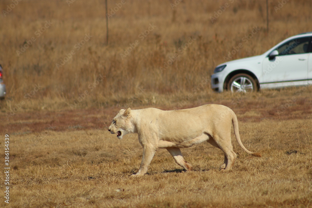 Photo Taken in Lion and Rhino Reserve, Krugersdorp Photo Taken in Lion and Rhino Reserve, Krugersdorp