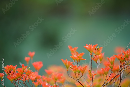 秋に紅葉したドウダンツツジ © sakura