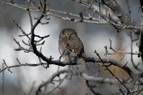 Photography Asian Barred Owlet photographed in Sattal, India