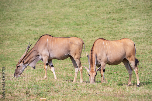 eland antelopes © perpis