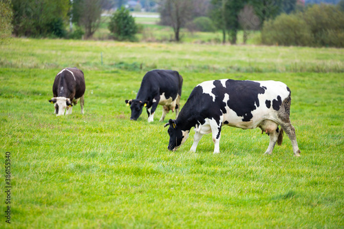 Several cows grazing in a green meadow on a cloudy day