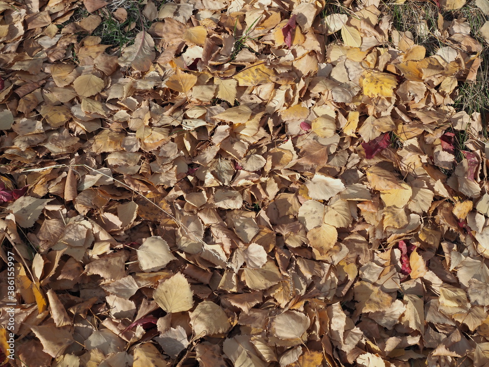 Top view of fallen leaves of birch covering the ground in autumn Top view of fallen leaves of birch covering the ground in autumn