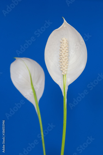 White flower Spathiphyllum