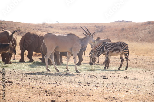 Fototapeta Naklejka Na Ścianę i Meble -  Photo Taken in Lion and Rhino Reserve, Krugersdorp