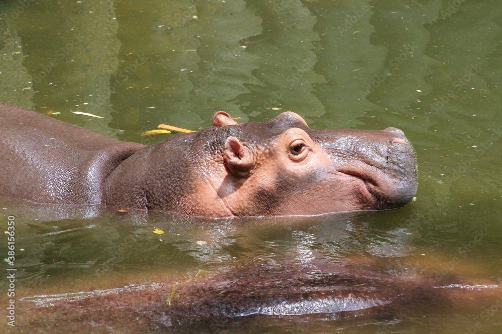 The hippopotamus rest In the river at thailand The hippopotamus rest In the river at thailand