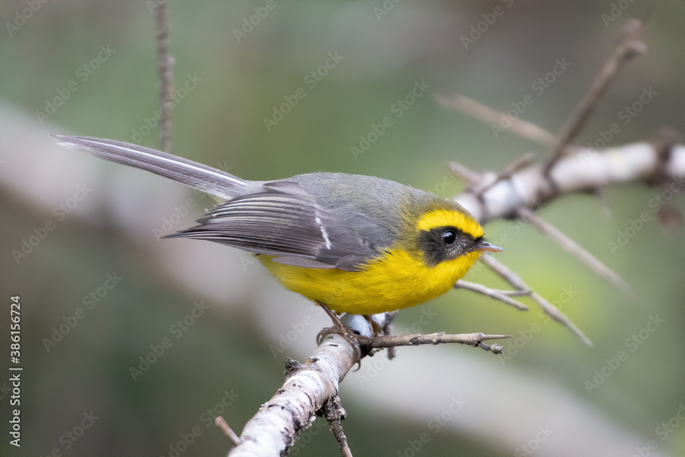 Yellow-bellied fantail (Chelidorhynx hypoxanthus), also known as the yellow-bellied fairy-fantail. photographed in Sattal, India Yellow-bellied fantail (Chelidorhynx hypoxanthus), also known as the yellow-bellied fairy-fantail. photographed in Sattal, India