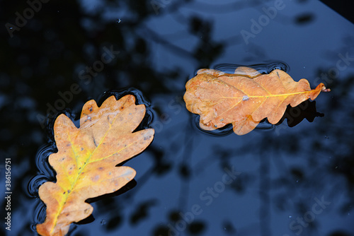 Autumn october yeallow leaves in dark water. Leaf fall in water with reflection photo