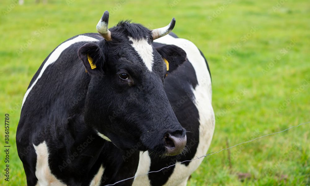 Portrait of a black and white cow grazing in a green meadow in a cloudy day Portrait of a black and white cow grazing in a green meadow in a cloudy day