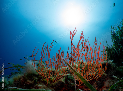 Fototapeta Naklejka Na Ścianę i Meble -  Underwater Scenery with soft corals in Port-Cros Nationalpark in the Mediterranean Sea, South France, 