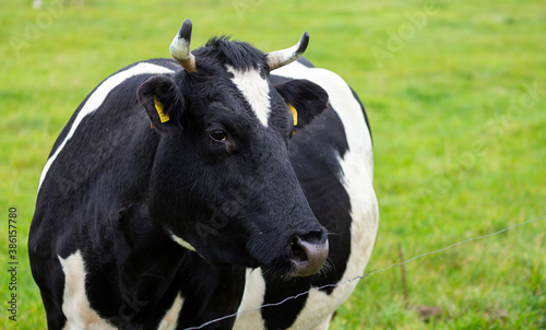 Portrait of a black and white cow grazing in a green meadow in a cloudy day