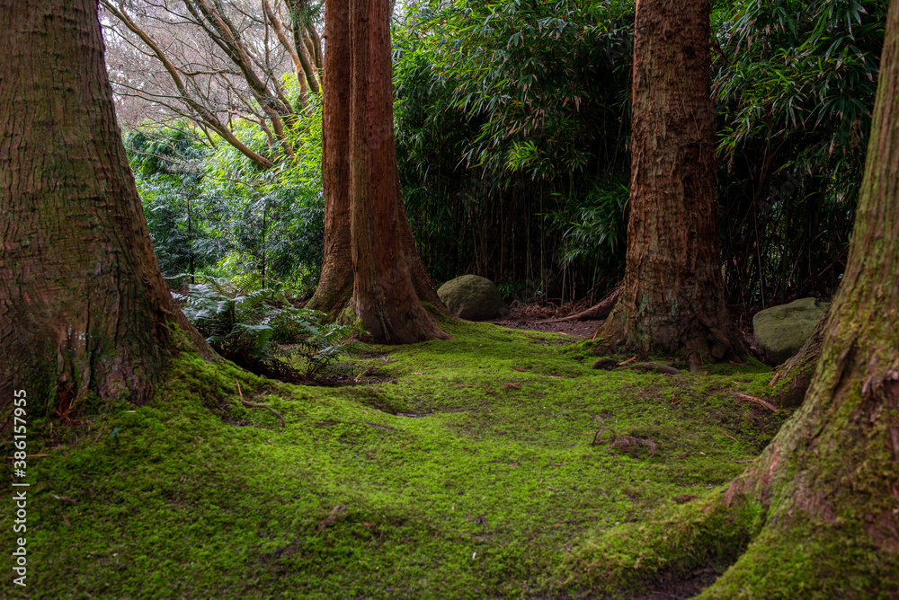 Obraz premium .trunks covered with green moss, giant California trees, Japanese Tea Garden San Francisco