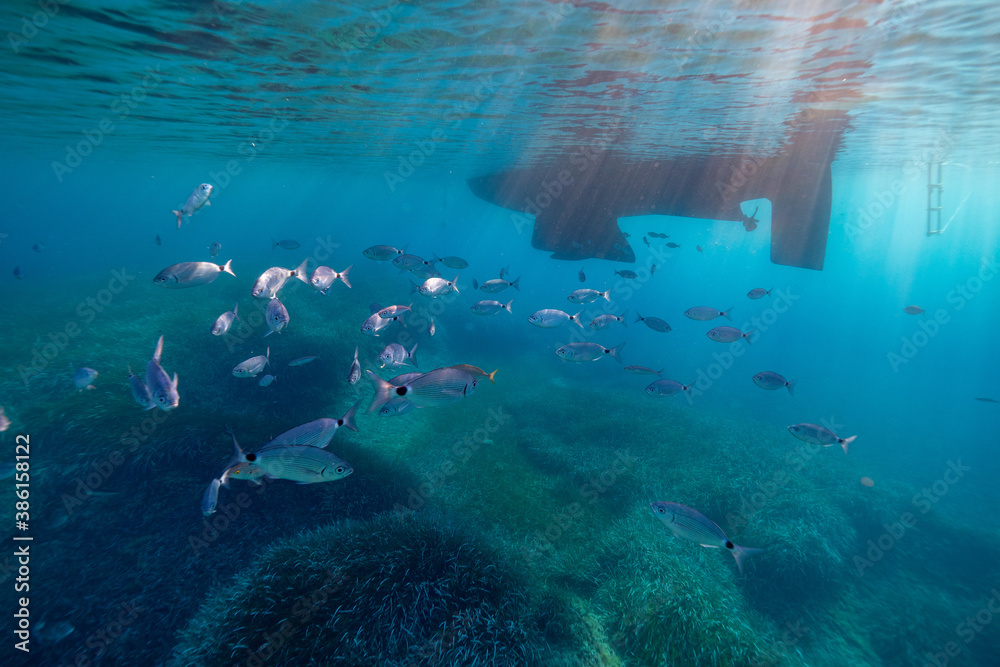 Fototapeta premium School of fish under a Sailing Boat in Port-Cros Nationalpark in the Mediterranean Sea, South France, Underwater